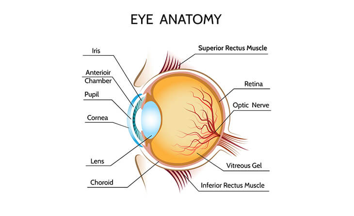 Anatomy of the Eye